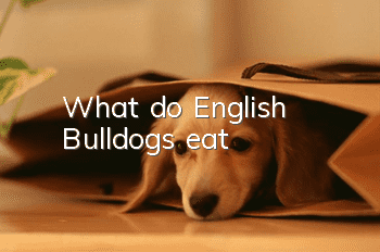 What do English Bulldogs eat?