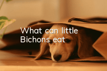 What can little Bichons eat?