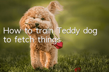 How to train Teddy dog to fetch things
