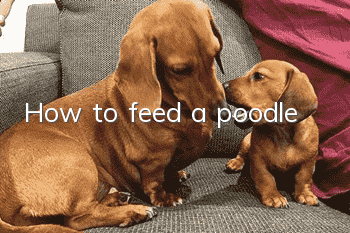 How to feed a poodle
