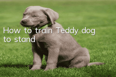 How to train Teddy dog to stand