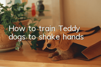 How to train Teddy dogs to shake hands