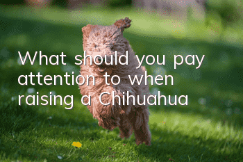 What should you pay attention to when raising a Chihuahua?