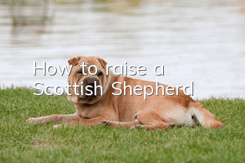 How to raise a Scottish Shepherd