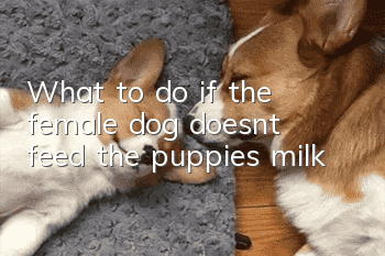 What to do if the female dog doesn’t feed the puppies milk