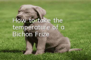 How to take the temperature of a Bichon Frize