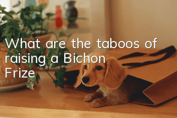 What are the taboos of raising a Bichon Frize?