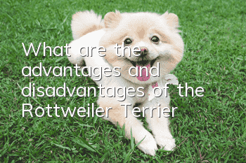 What are the advantages and disadvantages of the Rottweiler Terrier?