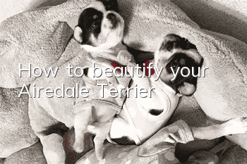 How to beautify your Airedale Terrier
