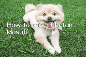 How to raise Tibetan Mastiff