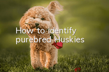 How to identify purebred Huskies
