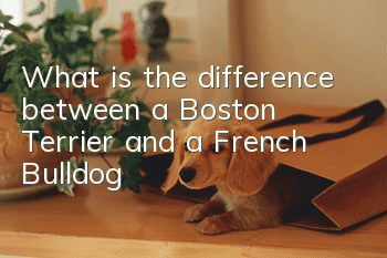 What is the difference between a Boston Terrier and a French Bulldog?