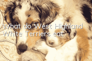 What do West Highland White Terriers eat?