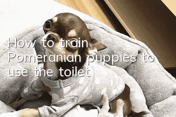 How to train Pomeranian puppies to use the toilet