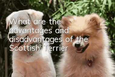 What are the advantages and disadvantages of the Scottish Terrier?