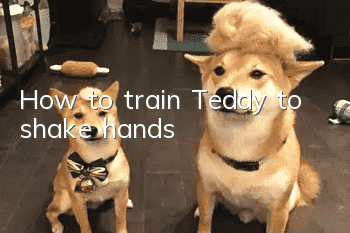 How to train Teddy to shake hands