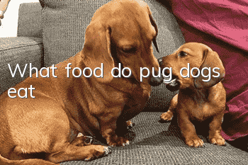 What food do pug dogs eat?