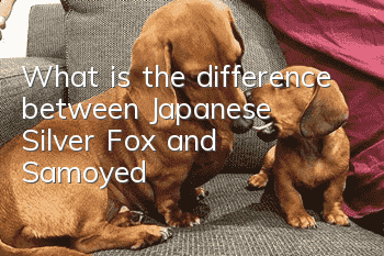 What is the difference between Japanese Silver Fox and Samoyed?