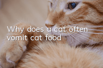 Why does a cat often vomit cat food?