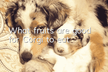 What fruits are good for Corgi to eat?