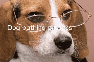 Dog bathing process