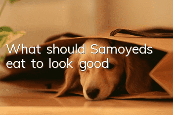 What should Samoyeds eat to look good?