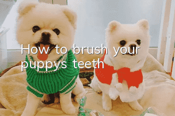 How to brush your puppy’s teeth