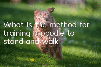 What is the method for training a poodle to stand and walk?