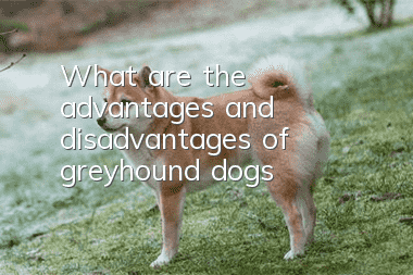 What are the advantages and disadvantages of greyhound dogs