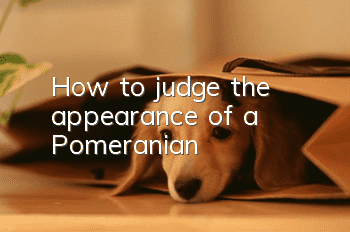 How to judge the appearance of a Pomeranian