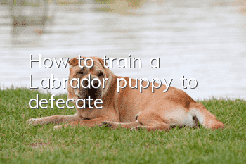 How to train a Labrador puppy to defecate