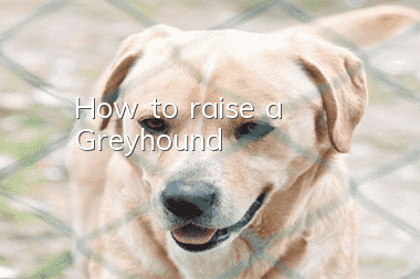 How to raise a Greyhound