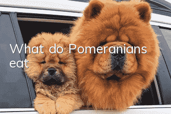 What do Pomeranians eat?