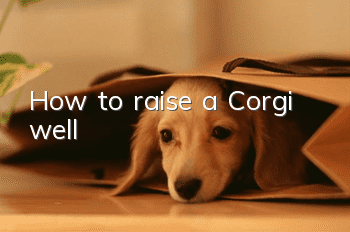 How to raise a Corgi well