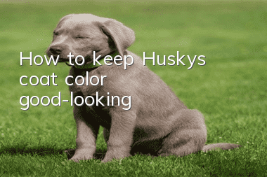 How to keep Husky’s coat color good-looking