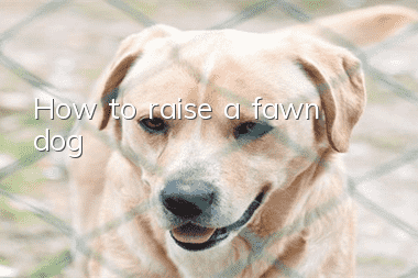 How to raise a fawn dog