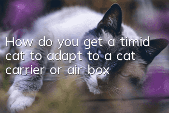 How do you get a timid cat to adapt to a cat carrier or air box?