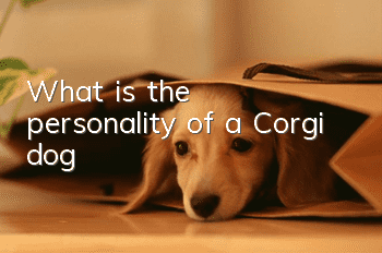 What is the personality of a Corgi dog?