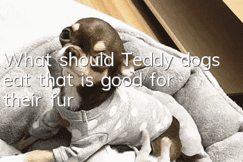 What should Teddy dogs eat that is good for their fur?