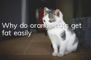 Why do orange cats get fat easily?