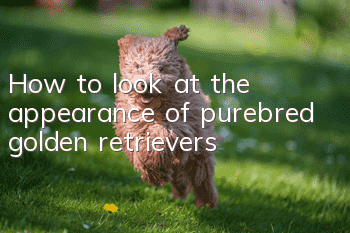 How to look at the appearance of purebred golden retrievers