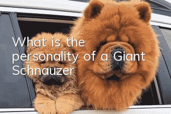 What is the personality of a Giant Schnauzer?