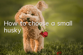 How to choose a small husky