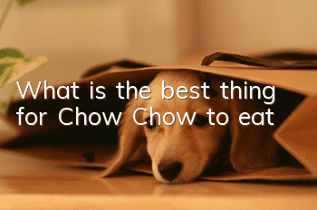 What is the best thing for Chow Chow to eat?