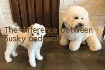 The difference between husky and wolf