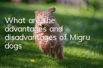 What are the advantages and disadvantages of Migru dogs?