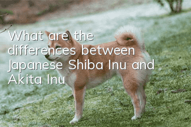 What are the differences between Japanese Shiba Inu and Akita Inu?