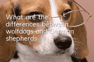 What are the differences between wolfdogs and German shepherds?