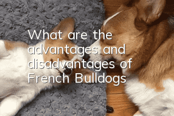 What are the advantages and disadvantages of French Bulldogs?