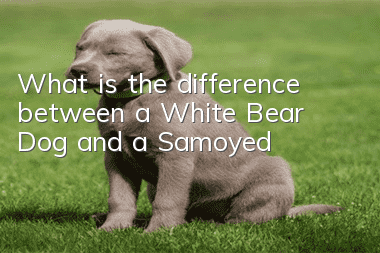 What is the difference between a White Bear Dog and a Samoyed?